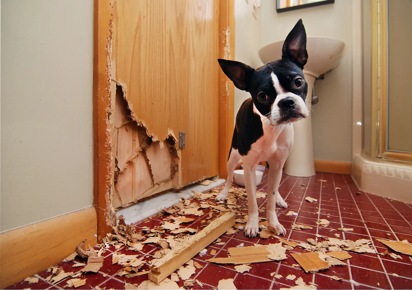 Pets in Your Livermore Rental? Here’s How to Maximize Value and Minimize Risk